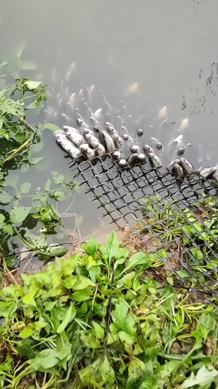 海猎人锂电一体杆图片