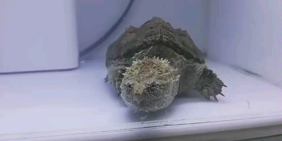 佛鳄小亚成大头