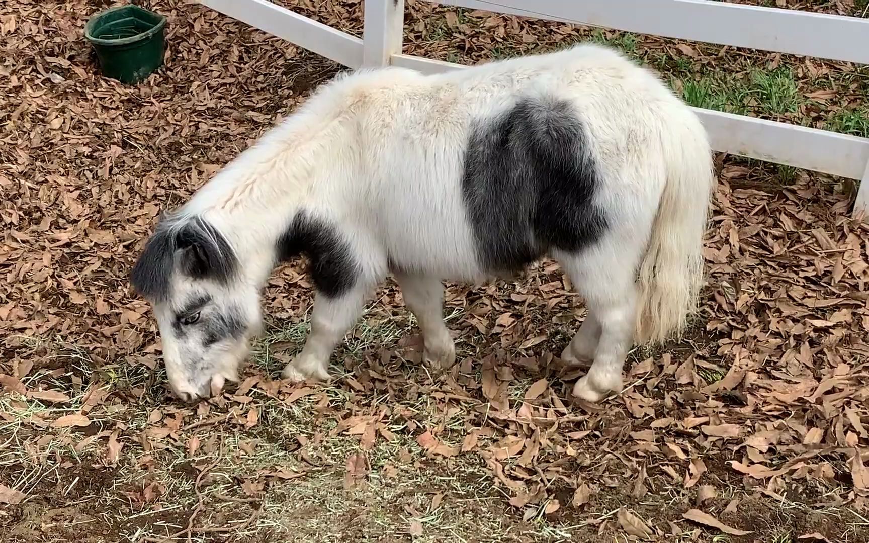 【引退马保护channel】在落叶上觅食的小pony们