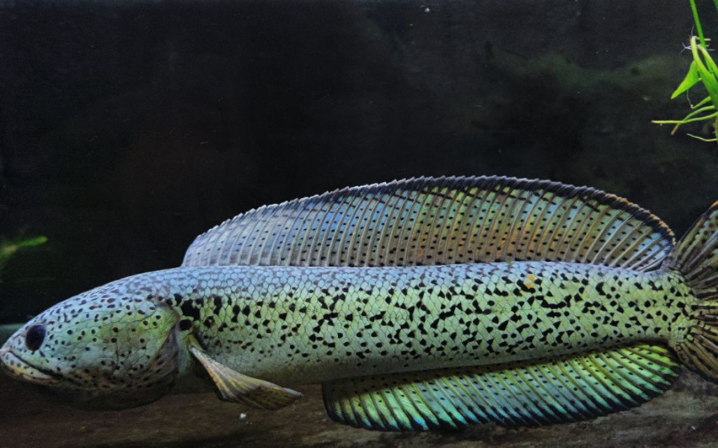 暴躁的巴卡雷龙,许久不见的小精灵脾气越发古怪_哔哩哔哩_bilibili