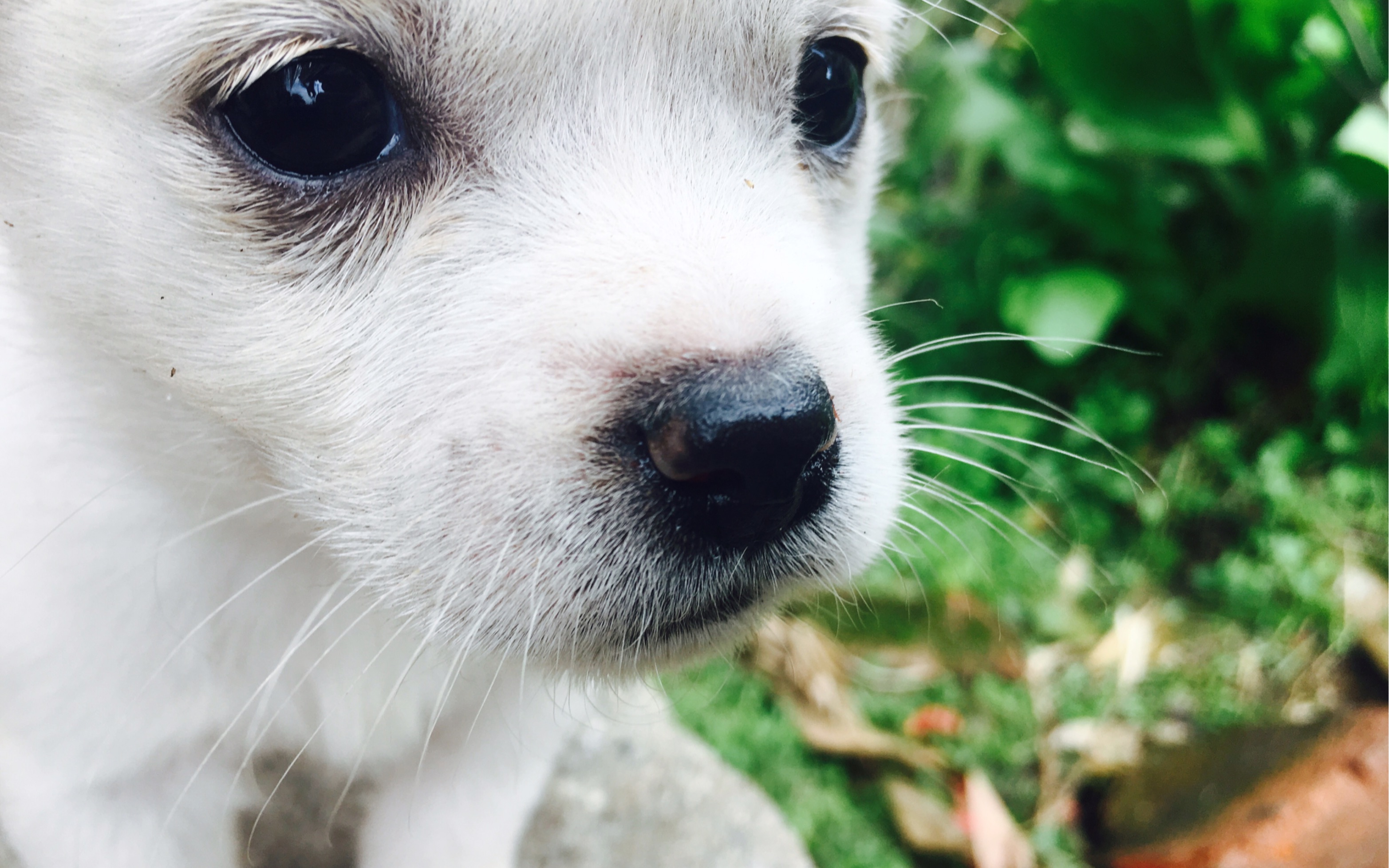 【小奶狗】萌萌哒