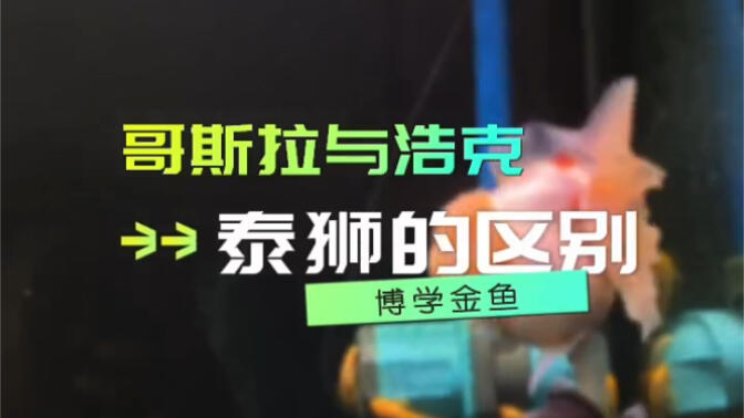 泰狮金鱼哥斯拉与浩克的区别