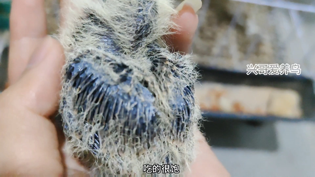 白化虎纹斑鸠小崽出壳9天了,才这么一点点大#动物鸟世界 #斑鸠 #白化