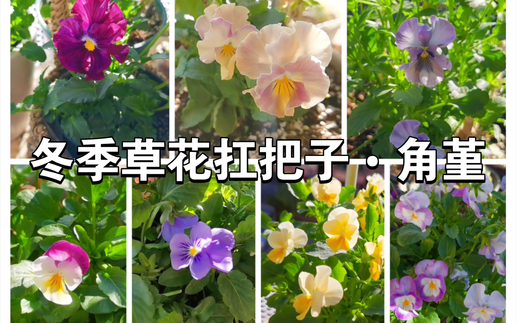 角堇的花色变化和花量多少,受什么影响?(新手向)哔哩哔哩bilibili