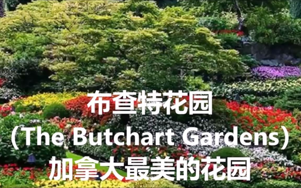 音画学地理:布查特花园(The Butchart Gardens)—加拿大最美的花园哔哩哔哩bilibili