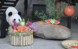 Скачать видео: 【大熊猫秦秦】秦秦的生日会，让我们一起来看看秦秦生日都吃什么好吃的啦！