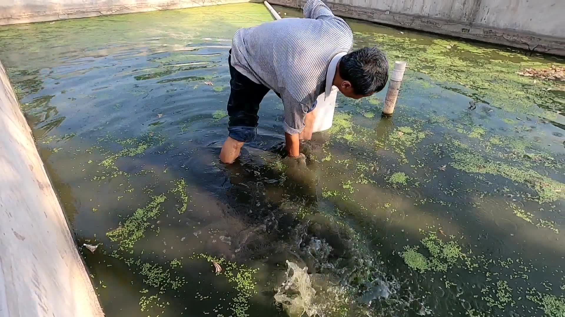 第一次见高手这样抓甲鱼,徒手连续抓6只,出手绝不落空