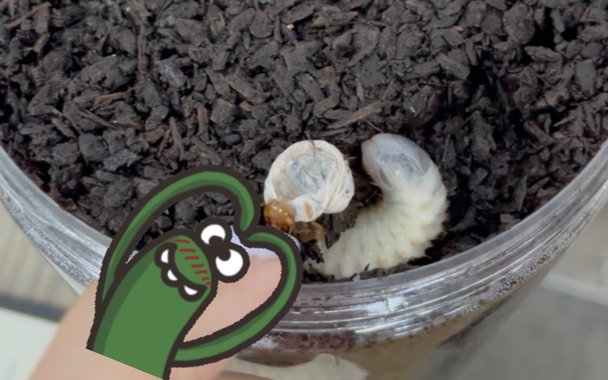 乌干达花金龟蜕皮转龄啦