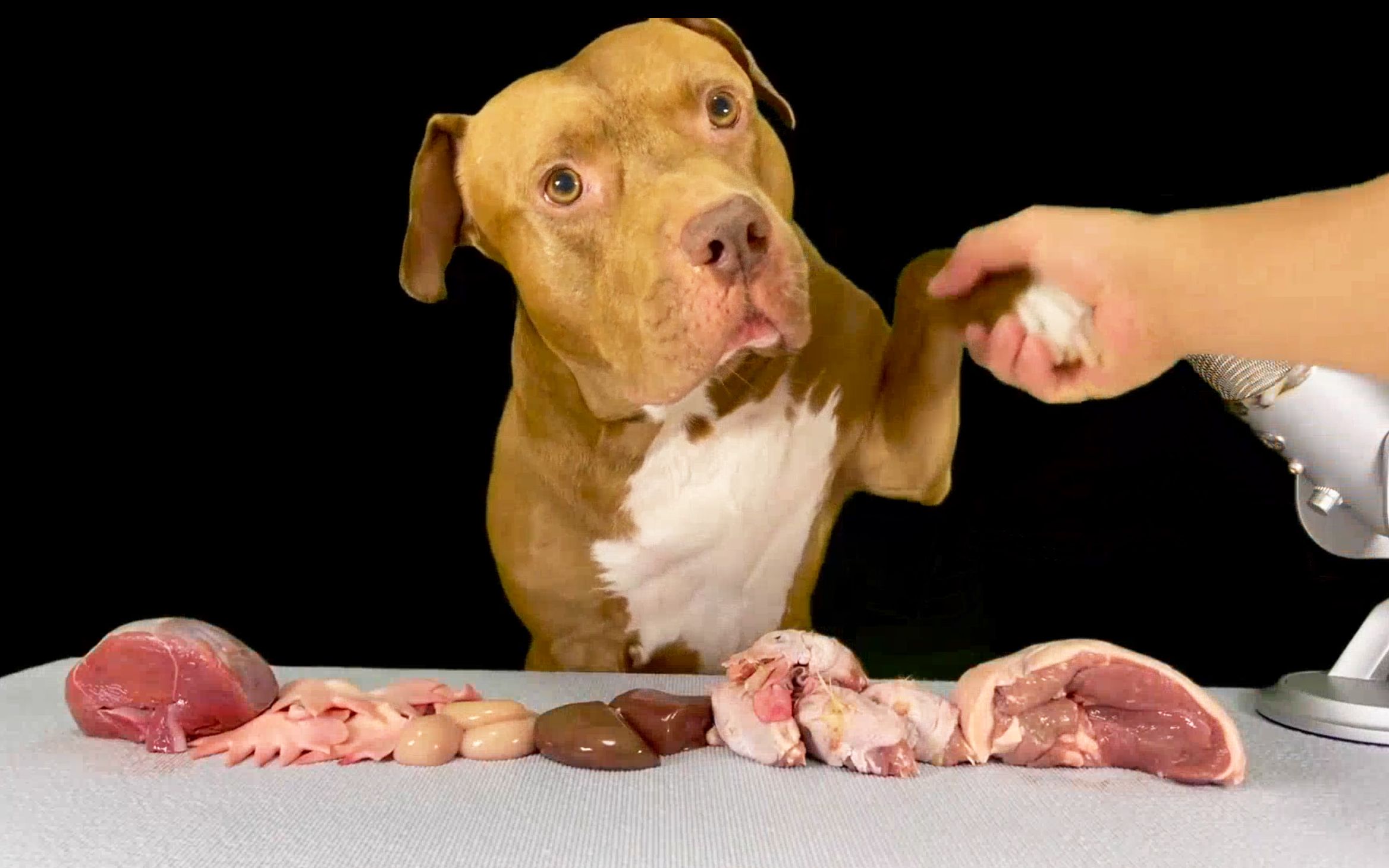 [图]嚯！这伙食绝了~比特犬小口吃肉肉也很香，鹿肉+鸡冠+鸡头+羊肉咀嚼音现场