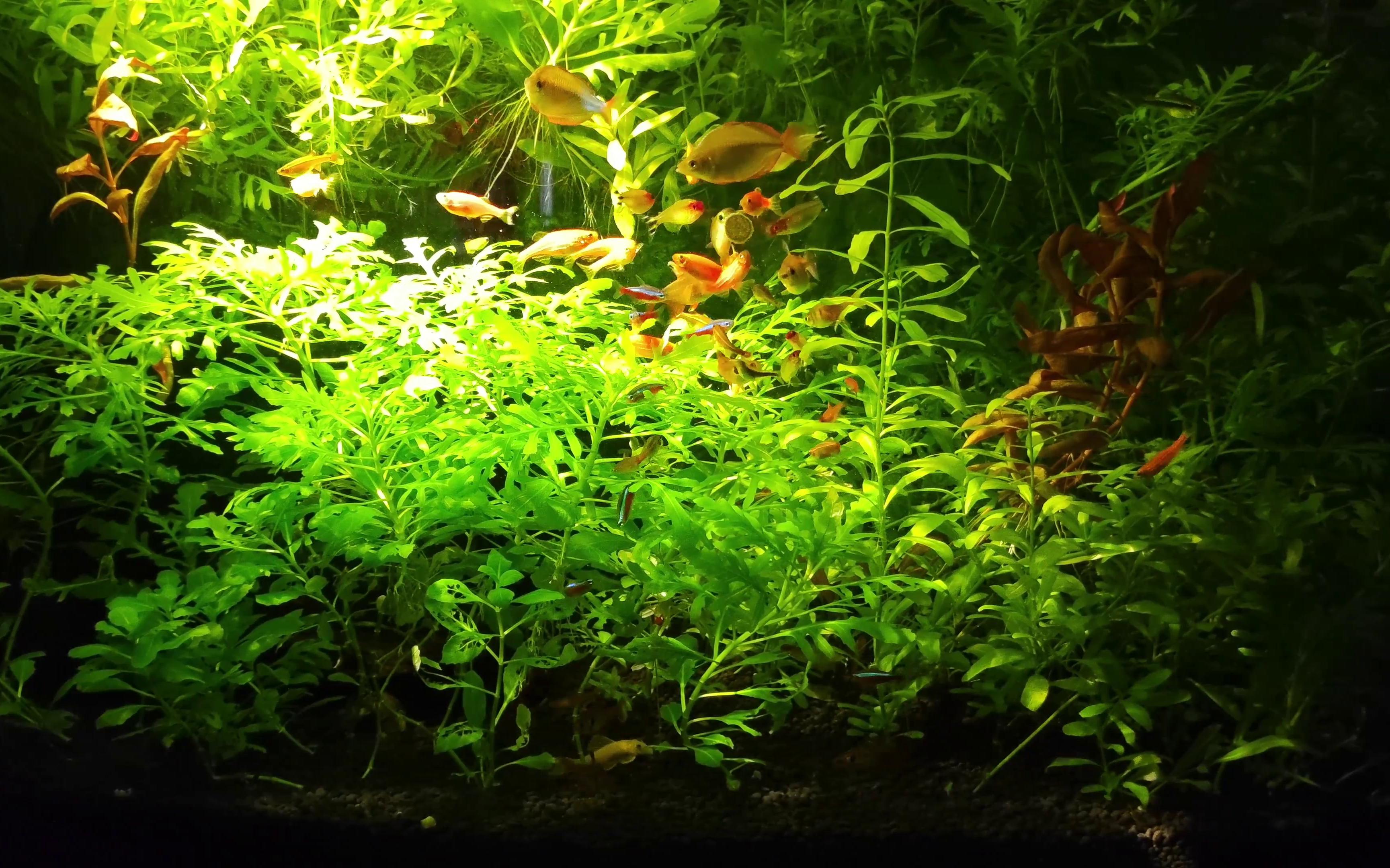 活动作品草缸日常喂食4k必剪pc版测试