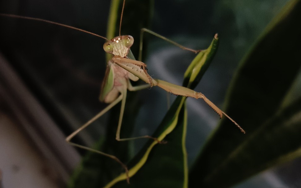 中华刀螳♂羽化