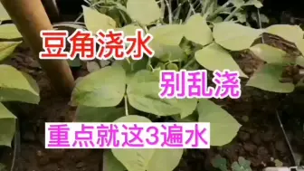 下载视频: 豆角浇水，有讲究，不复杂，重点就这三遍水