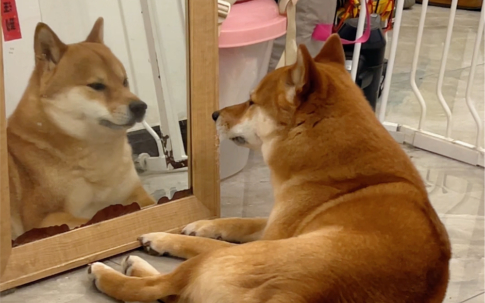 小狗照镜子表情包图片