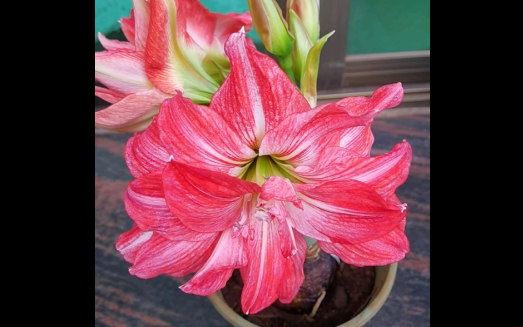 朱顶红"童话故事"也叫美丽情感,心花怒放,爱的承诺,超级多名字.