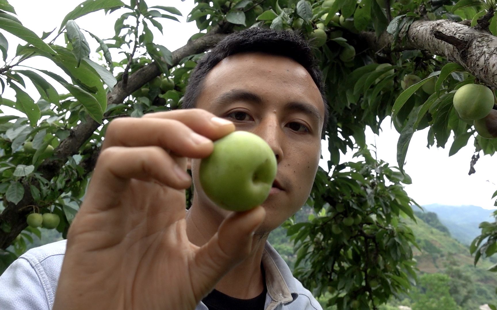 农村的土李子,脆甜可口,多得吃不完