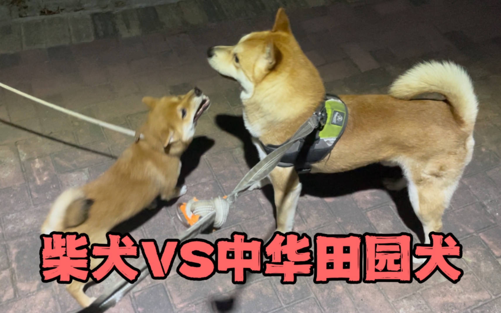 [图]中华田园犬帅哥与日本柴犬萌妹的直观对比，田园犬波波3岁，柴犬妹妹7个月