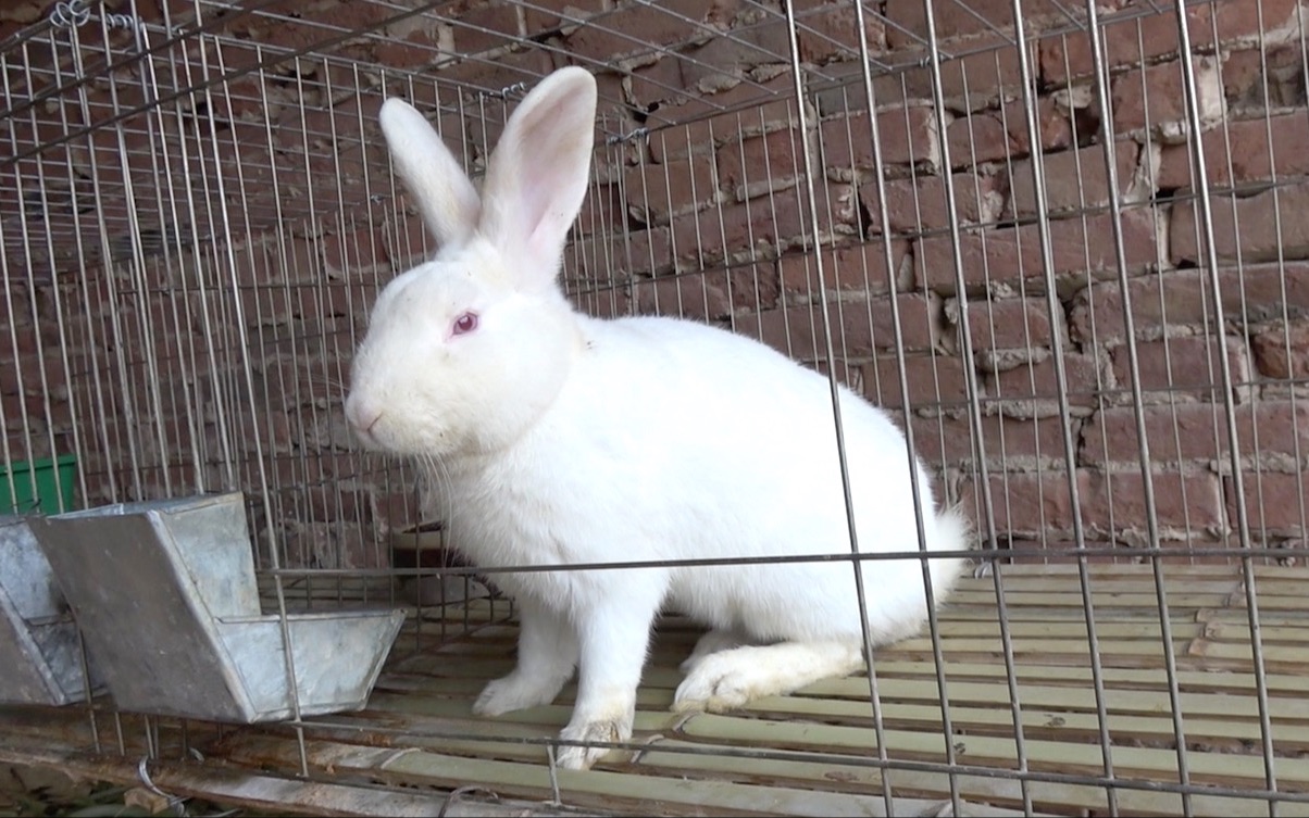 影音视频访问链接以下链接为影音视频"冬天如何养小兔子,小兔子繁殖