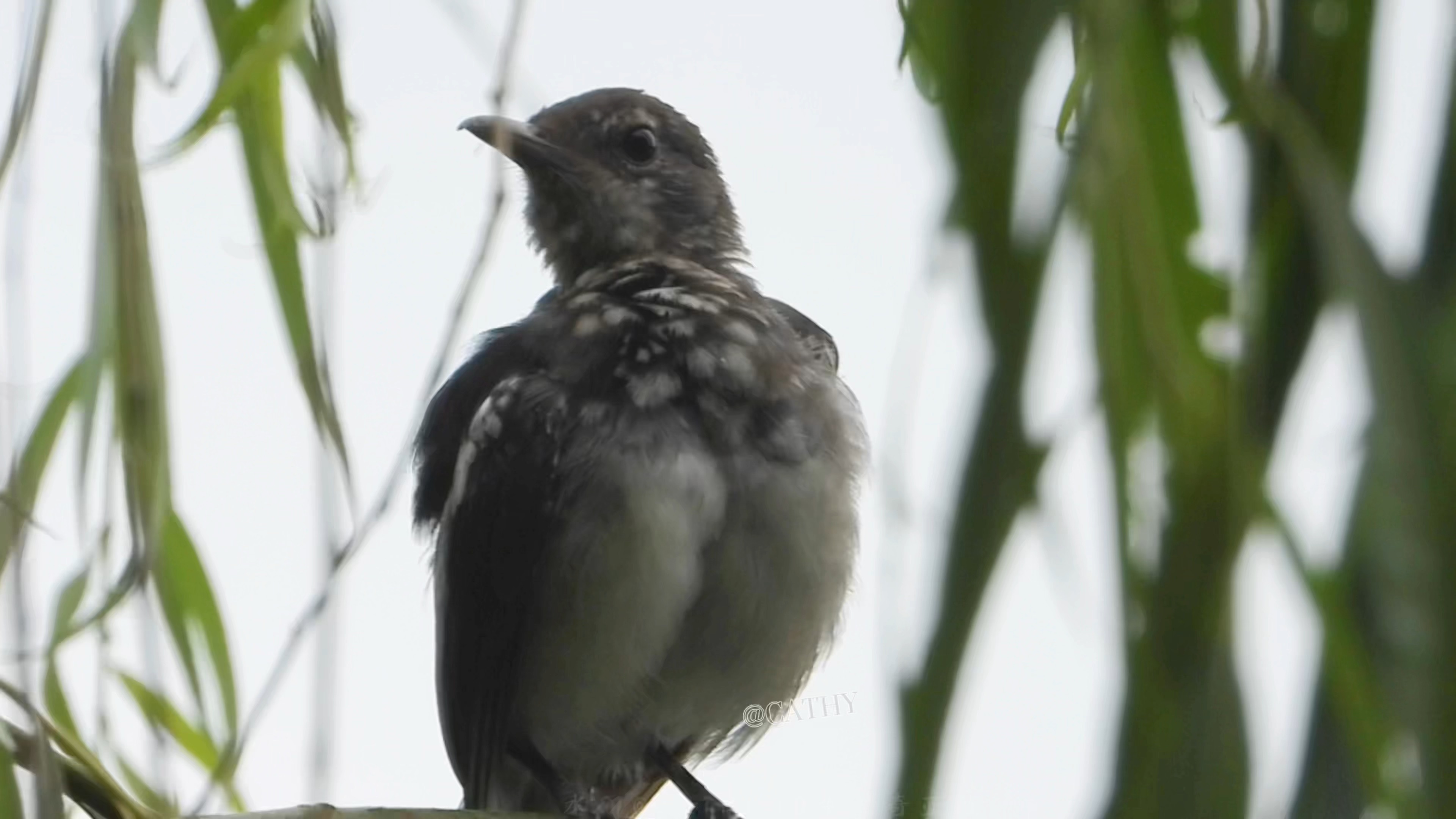 偷看可爱的鹊鸲