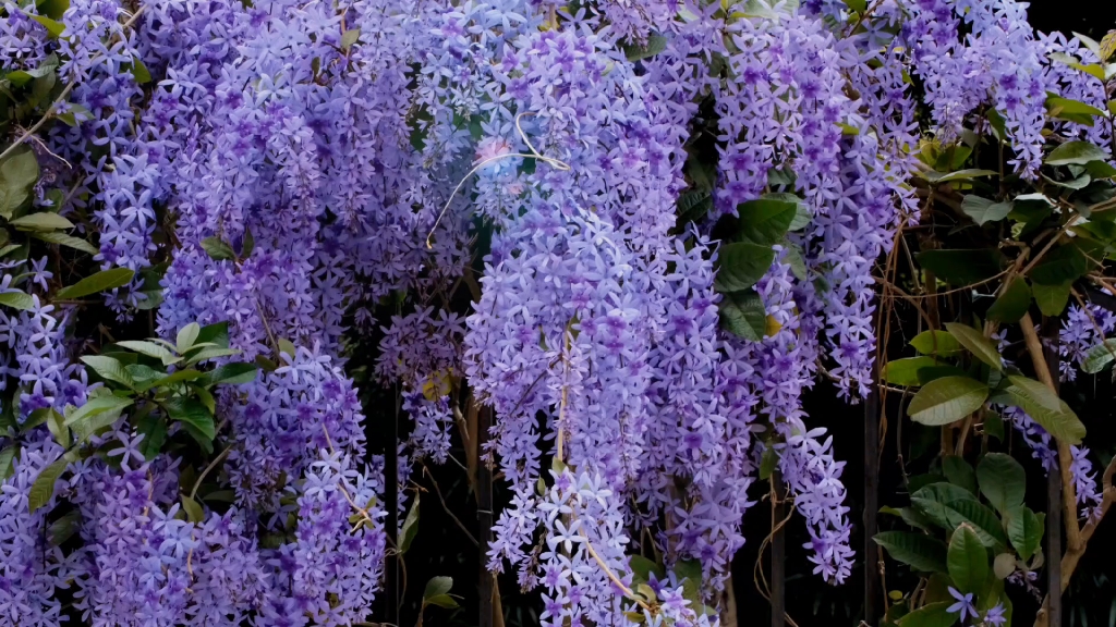 深圳也有蓝花藤啊