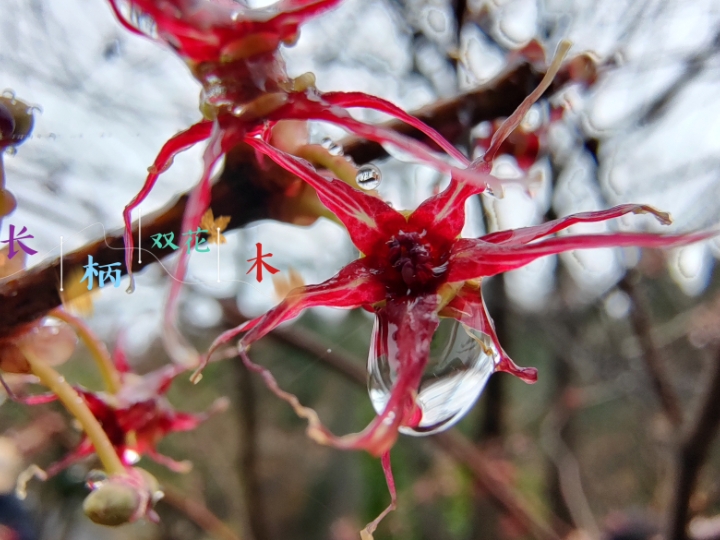 国家二级重点保护植物记录———长柄双花木