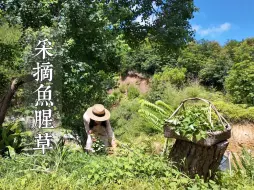 Скачать видео: 山居日记之采鱼腥草降暑啦