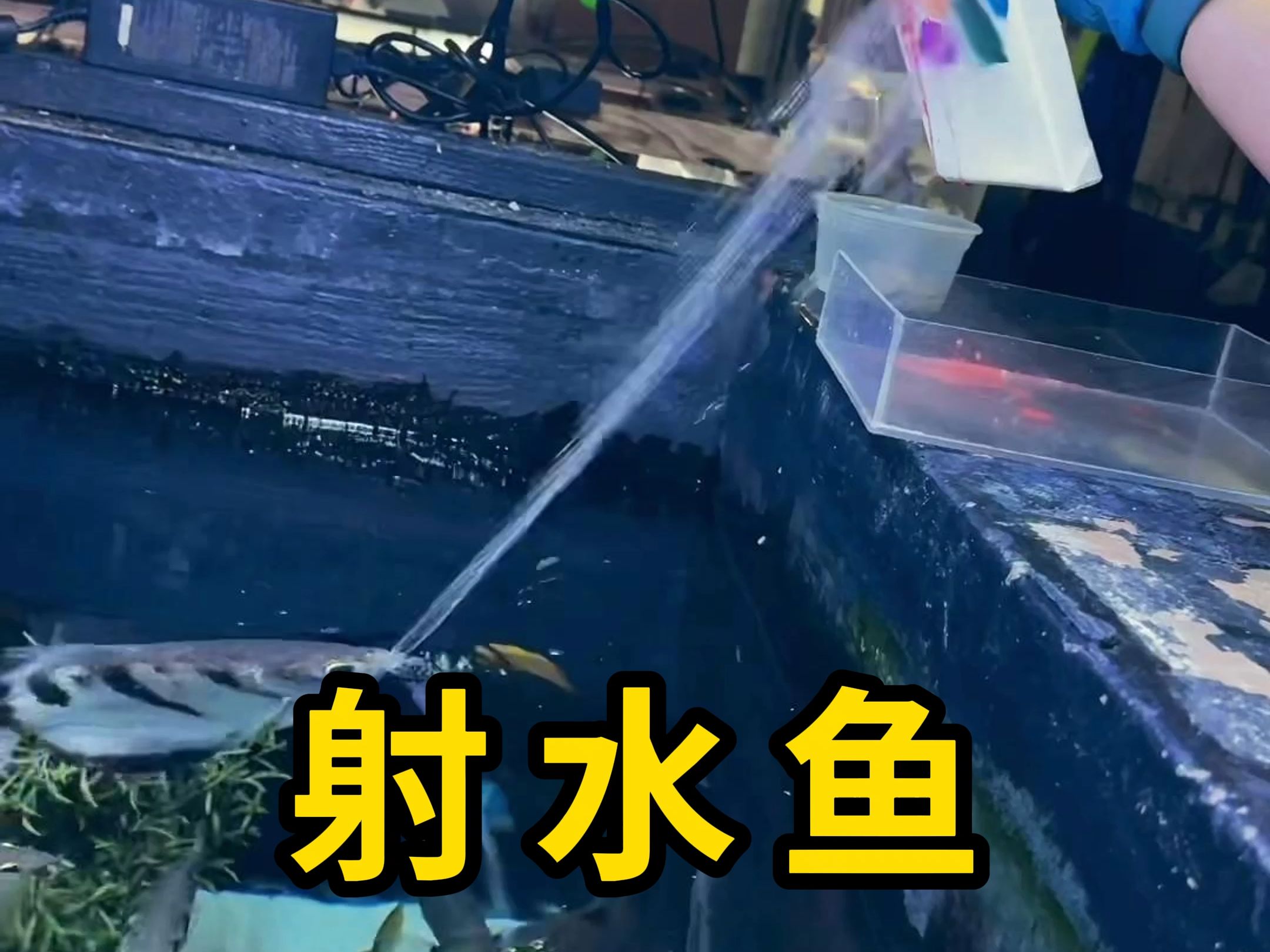 射水鱼,通过喷水来捕食昆虫!