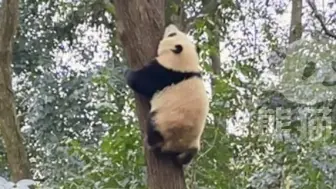 Скачать видео: 谭爷爷把花花从超级高的大树上喊下来