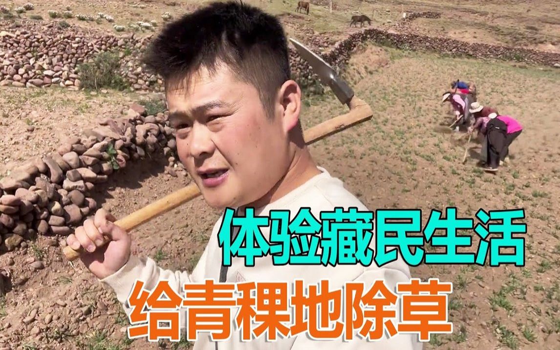 [图]体验一天藏民生活，一排人给青稞地除草，中午饭就在地里解决