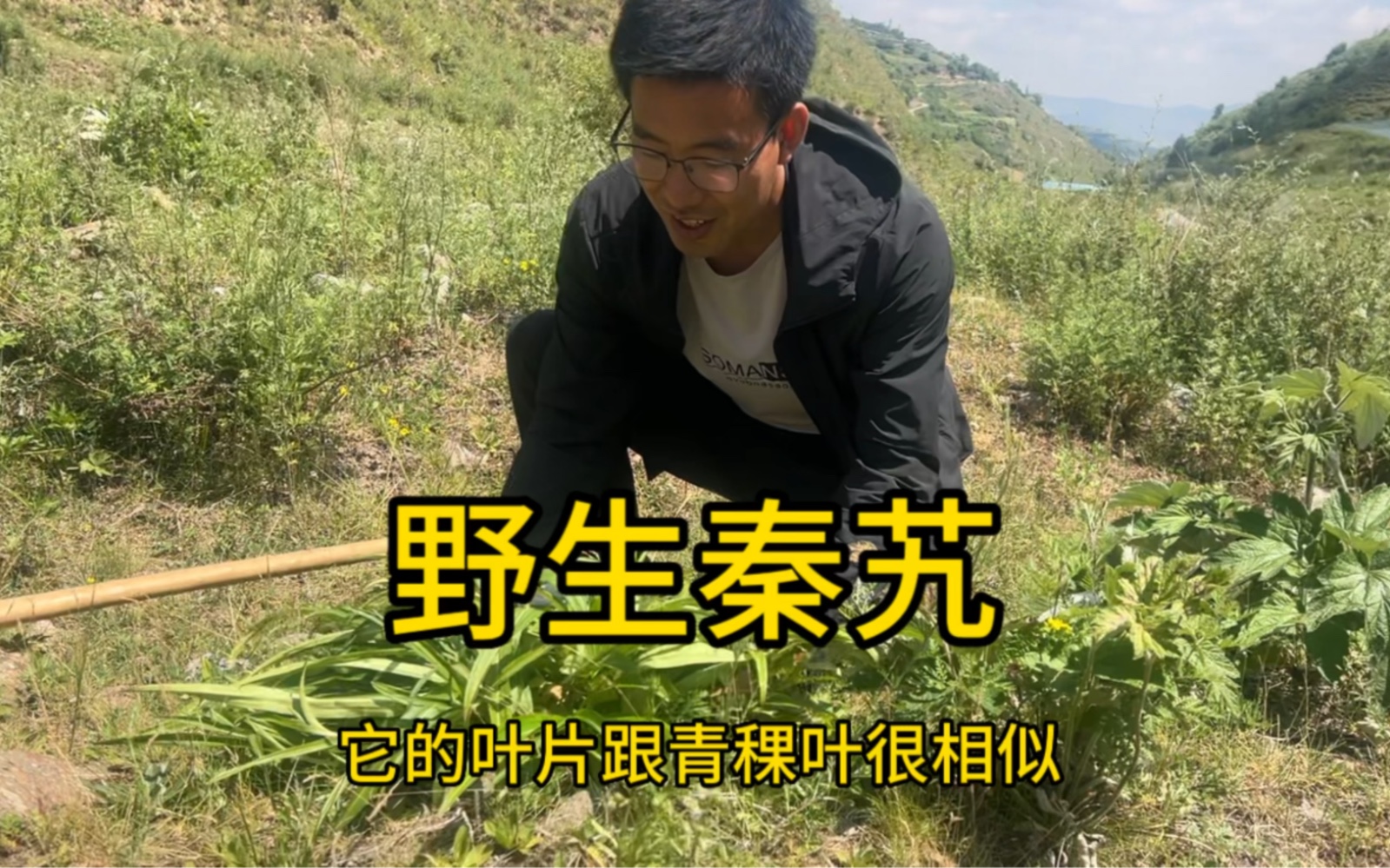 大山里的野生秦艽,叶片跟青稞叶相似,2月份或者八九月份采比较好