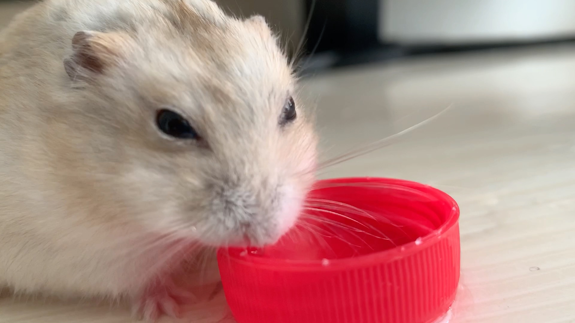 见过仓鼠喝水吗!太可爱了吧!