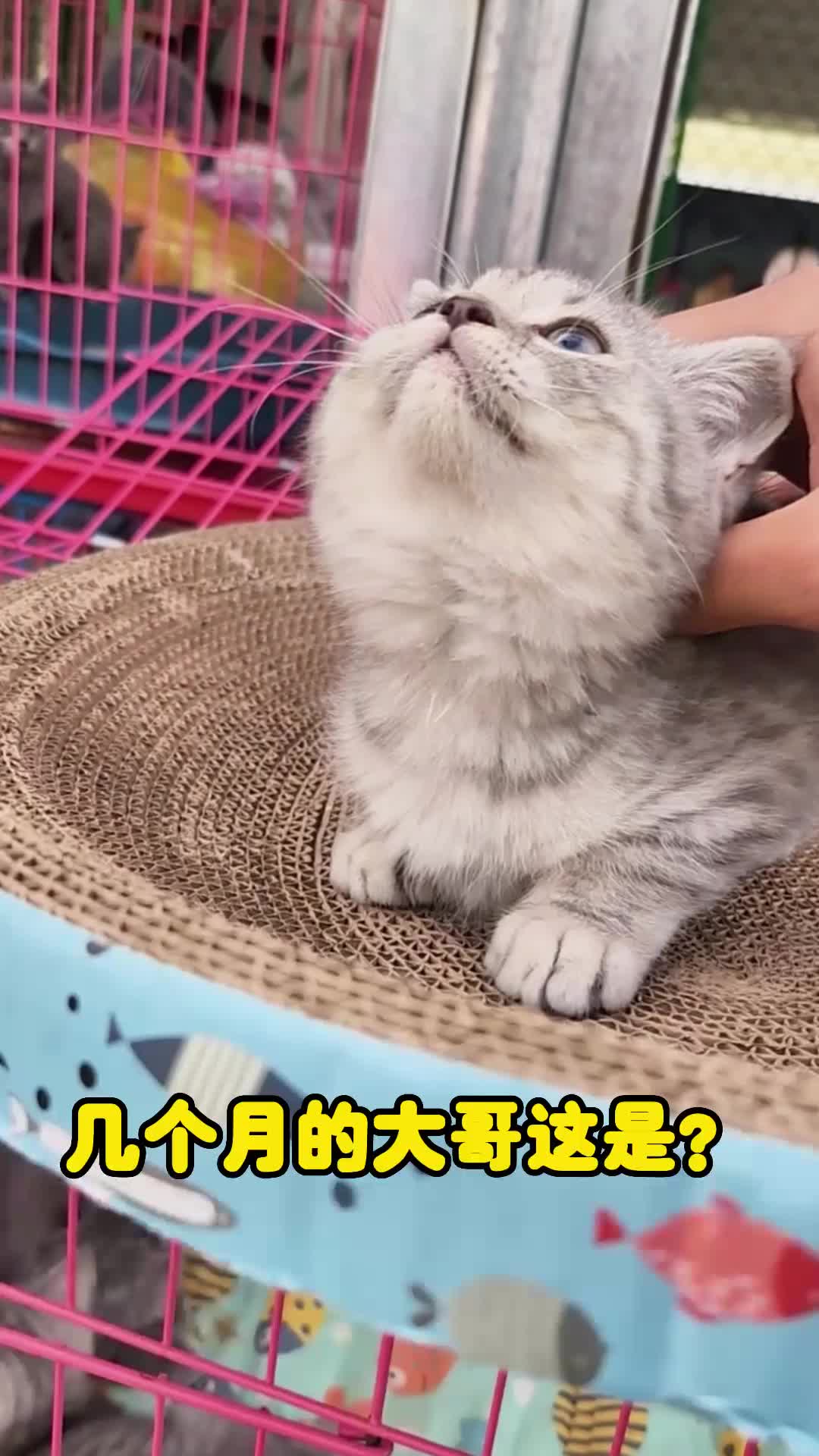 淘只威武霸气的猫咪哔哩哔哩bilibili