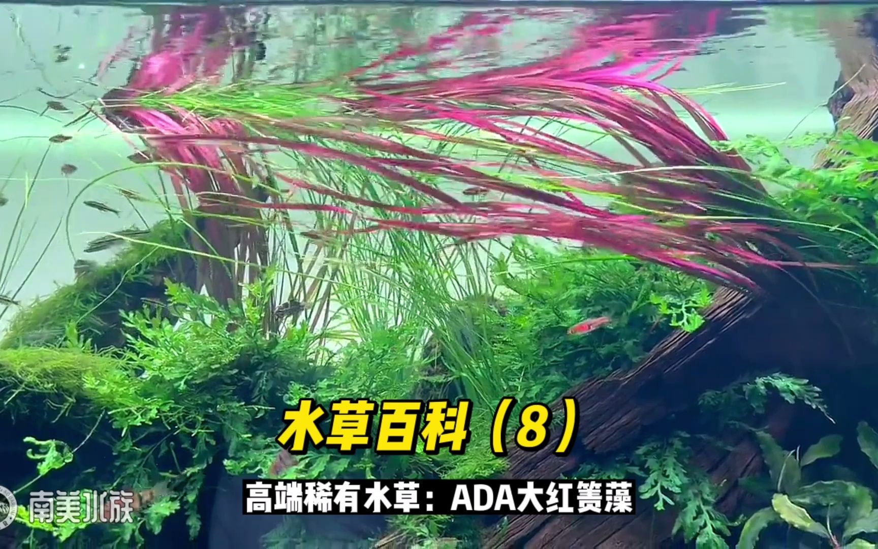 水草百科(8):ADA大红箦藻,最漂亮的红色后景水草哔哩哔哩bilibili