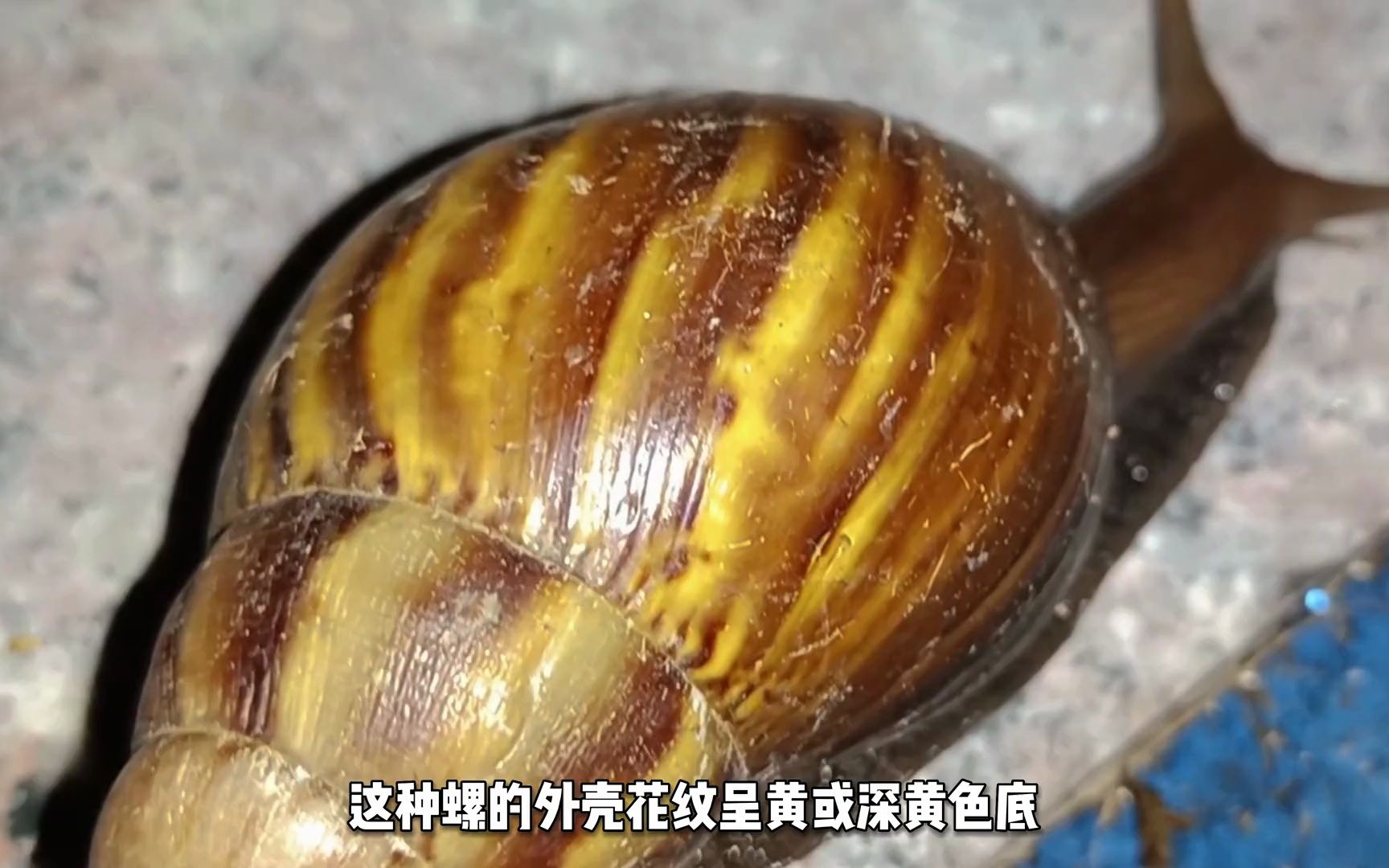 螺,即非洲大蝸牛 (學名:achatina fulica) 其繁殖力強,食量大,天敵少