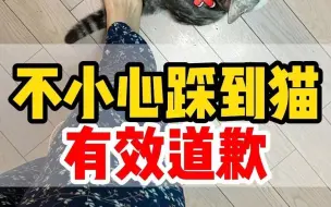 Video herunterladen: 不小心踩到猫？有效道歉，避免记仇！