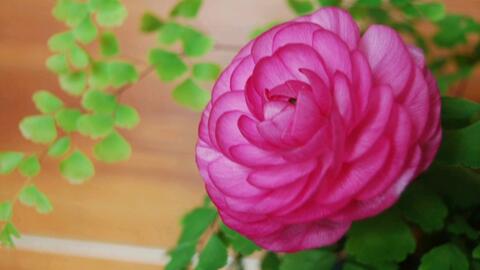 花点心思漂亮生活 画 洋牡丹与铁线蕨 细语 哔哩哔哩 Bilibili 花点心思漂亮生活 画 洋牡丹与铁线蕨 细语 哔哩哔哩 Bilibili