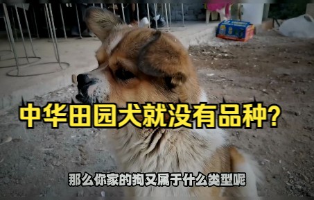 中华田园犬就没有品种?细数10大田园犬,你家的狗可能来历惊人!哔哩哔哩bilibili