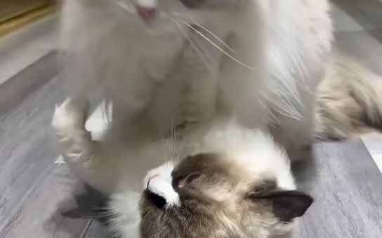 猫豆传媒(哔哩哔哩bilibili