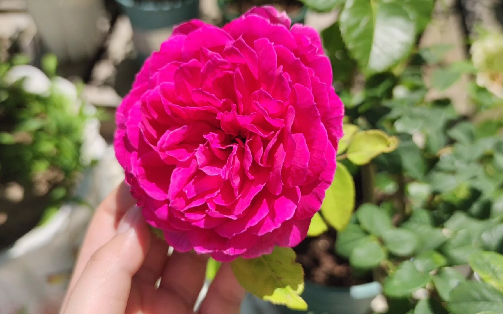 来看美人 伊萨佩雷夫人月季