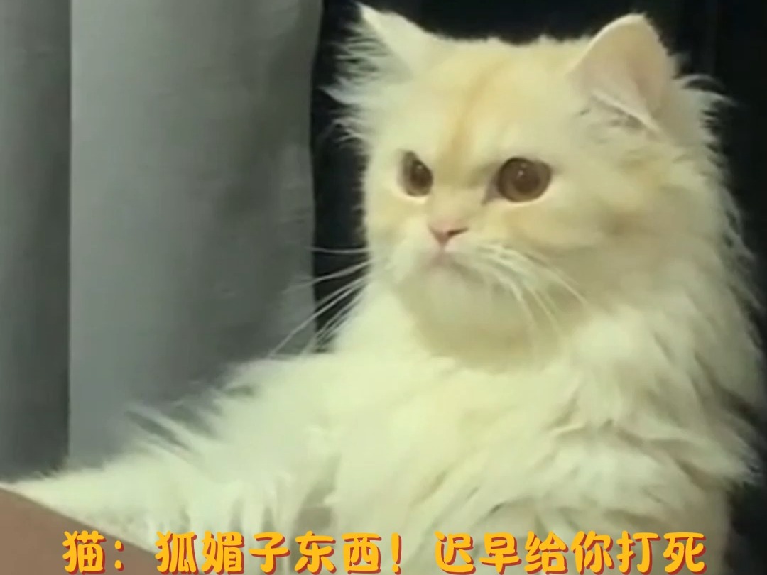 猫 最讨厌绿茶了,你等我妈不在家这,还打你!哔哩哔哩bilibili