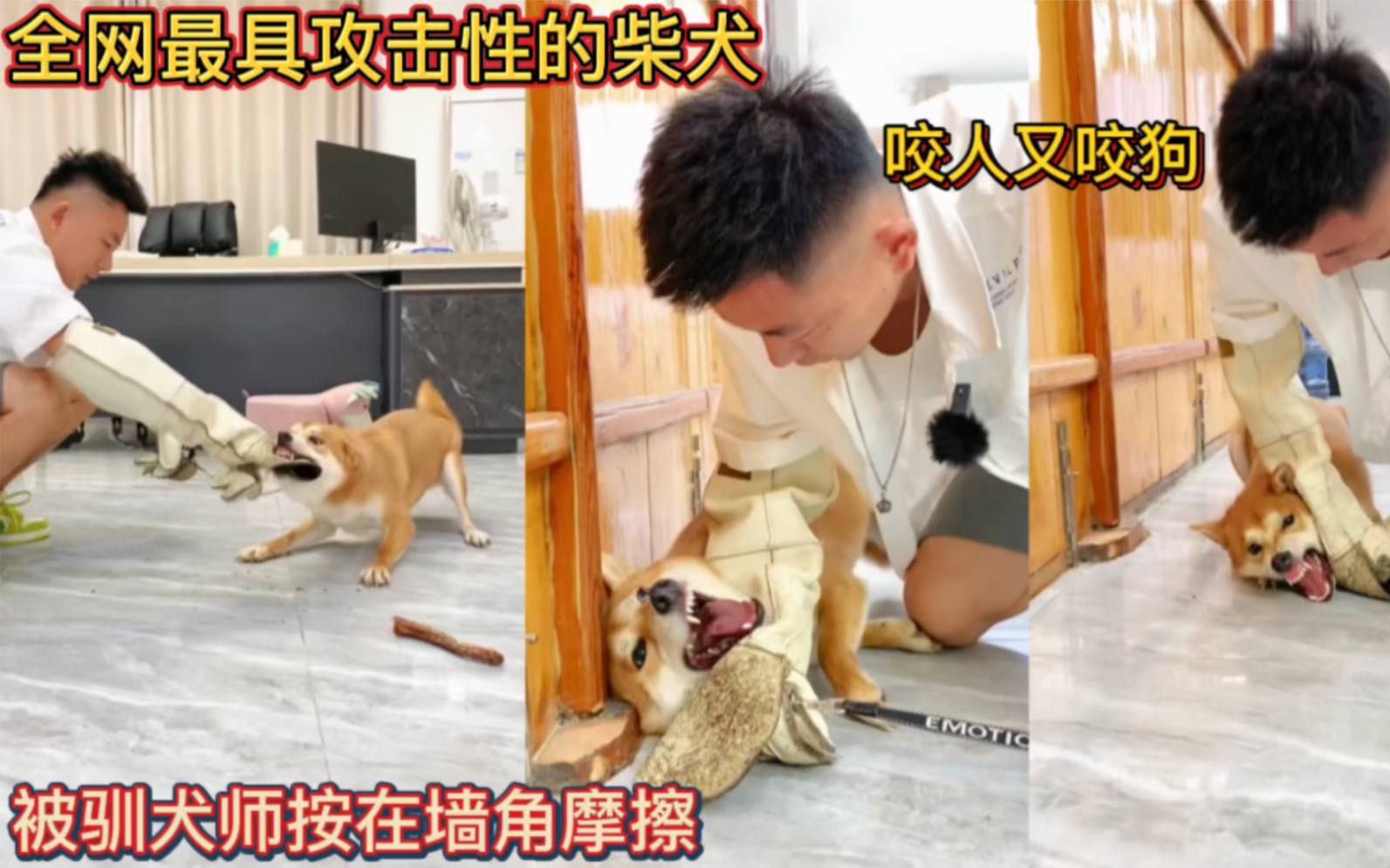 [图]全网最具攻击性的柴犬！咬人又咬狗！被驯犬师按在墙角摩擦！