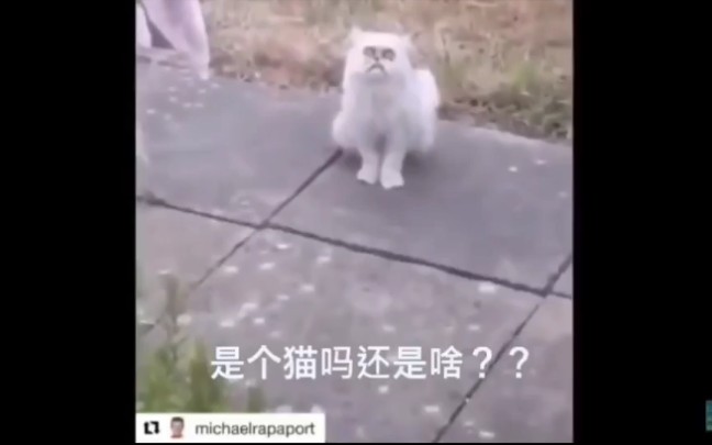 奶奶猫完整版来了哔哩哔哩bilibili