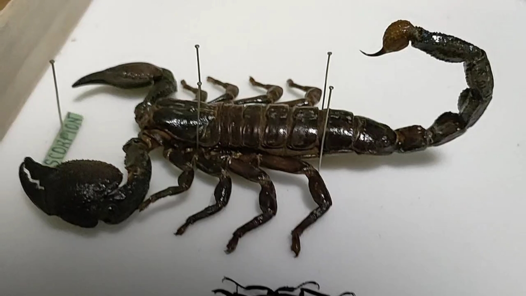 标本展示非洲帝王蝎