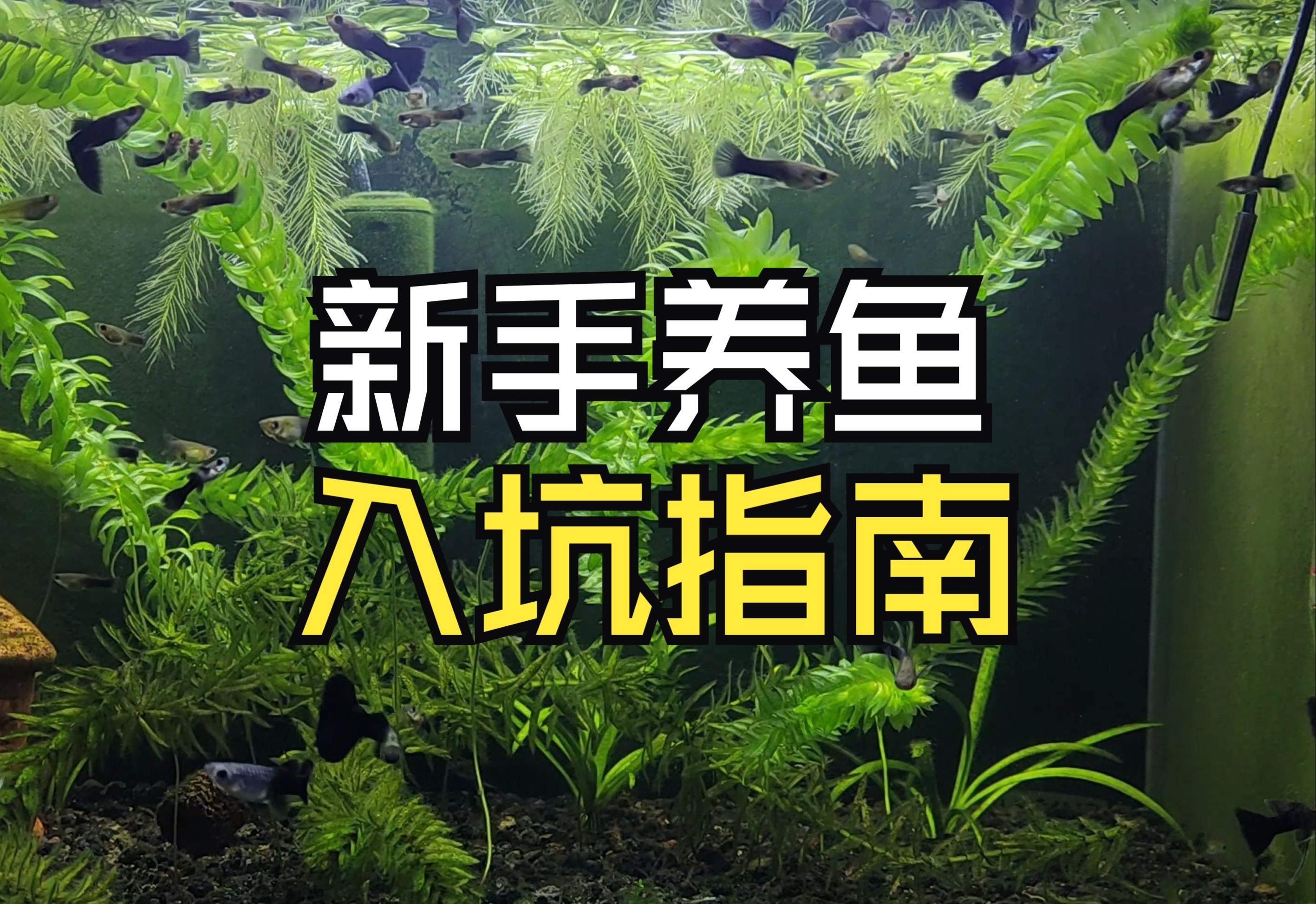 新手入坑饲养观赏鱼注意事项,观赏鱼饲养新手入坑指南哔哩哔哩bilibili