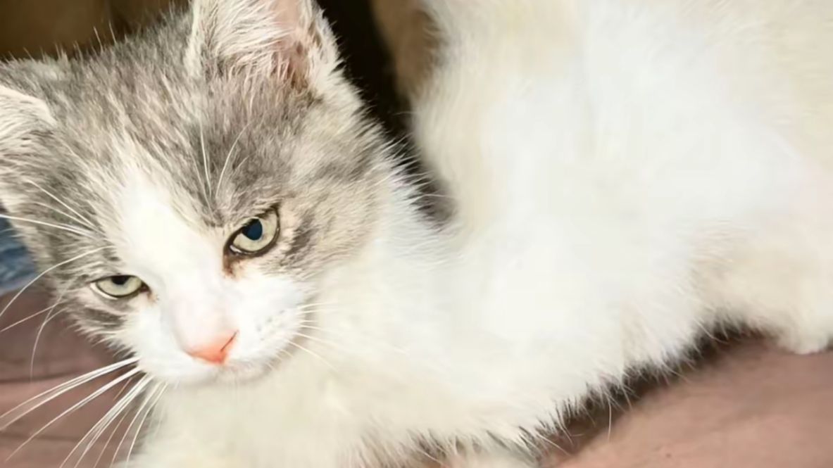 猫：你的拳太慢了