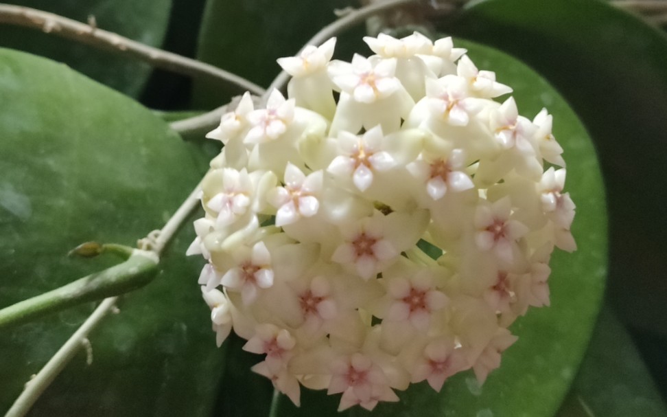 球兰品种介绍之玉玲珑