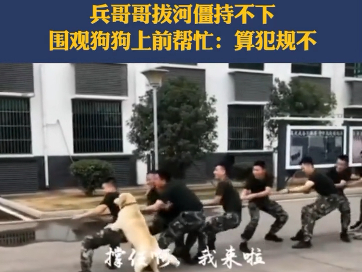 兵哥哥拔河僵持不下,围观军犬上前帮忙:算犯规不…哔哩哔哩bilibili