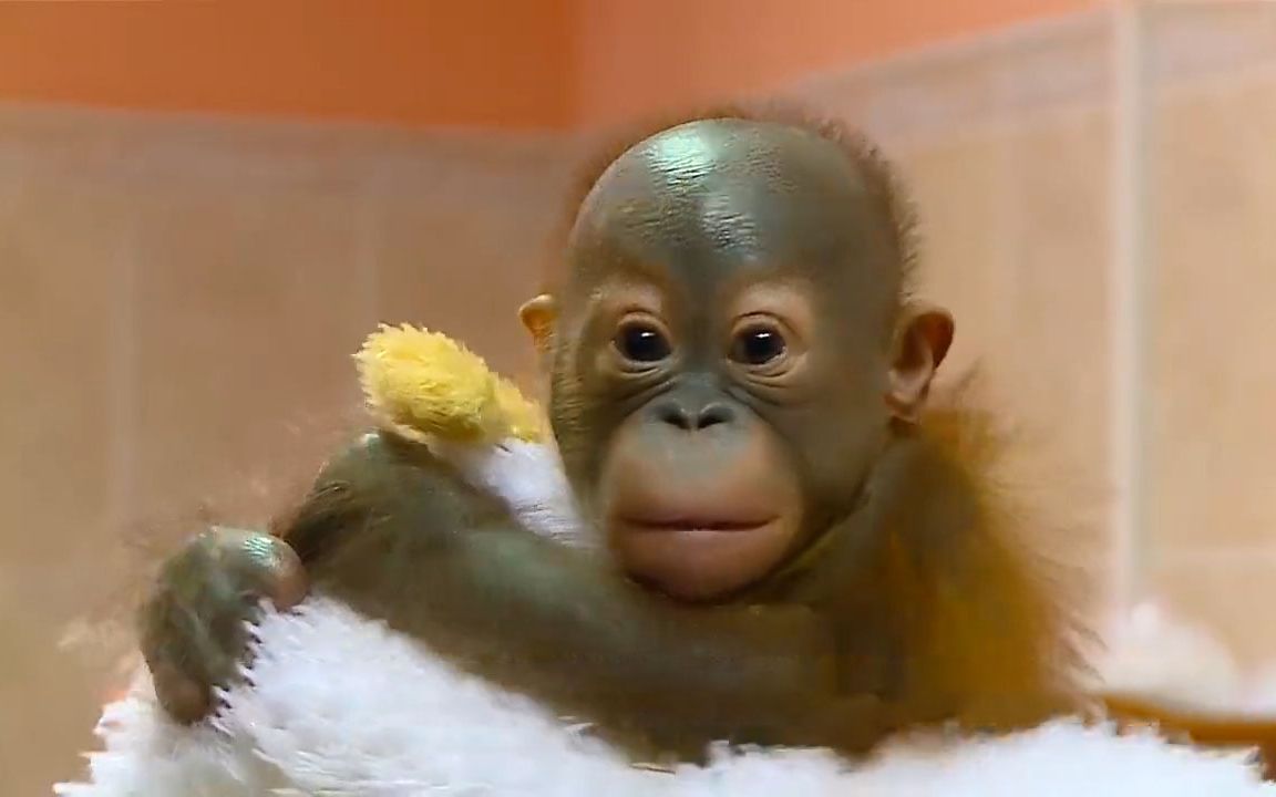 小红毛猩猩睁着大眼睛望着周围的世界,不哭不闹好生乖巧安静