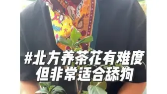 下载视频: 在北方养茶花有难度，怕冷，喜水，对湿度要求高，但非常适合舔狗的一种植物。