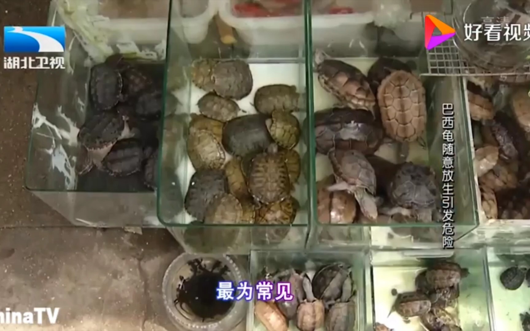 随意放生巴西龟的危害你真的了解吗