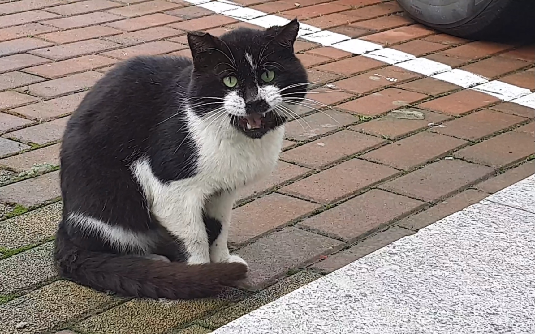 流浪猫丑丑的奶牛猫